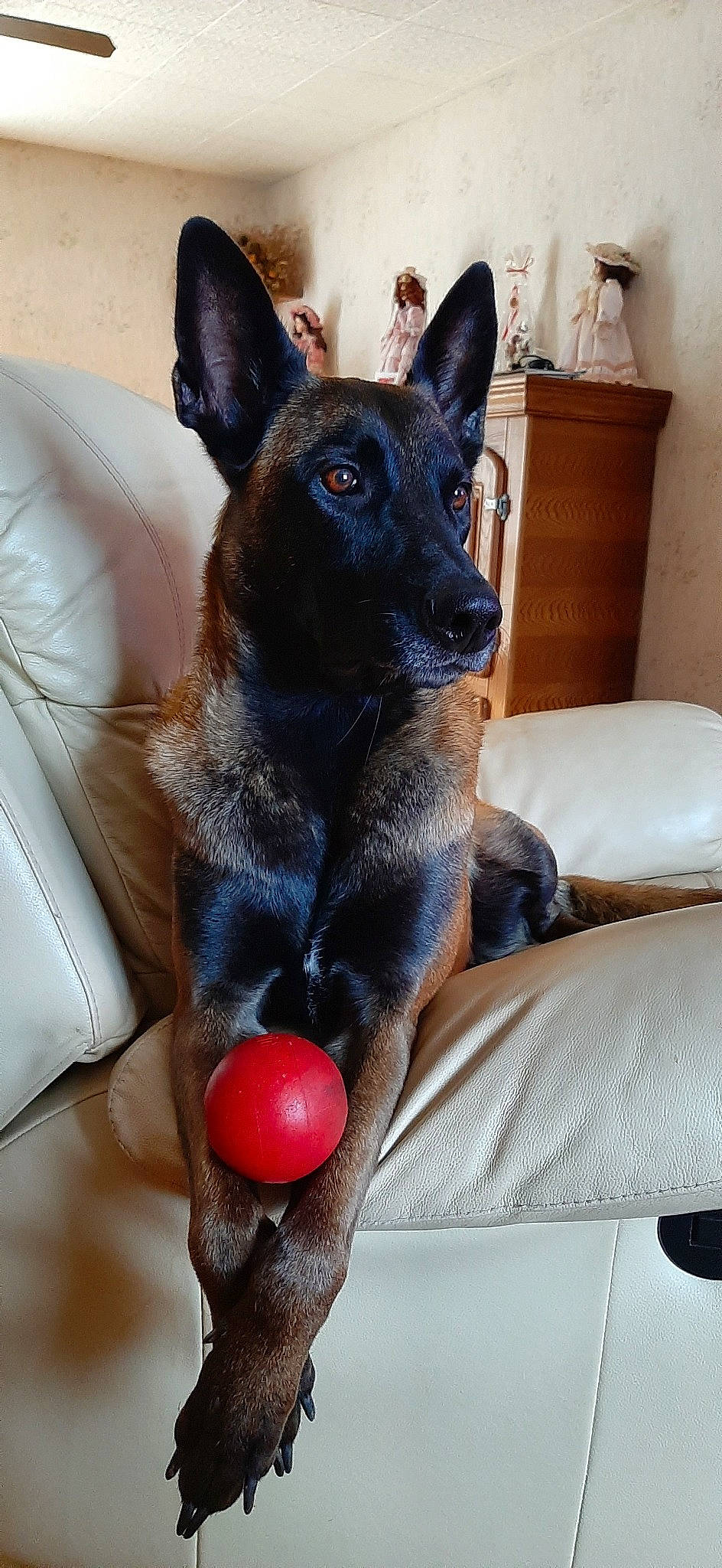 Malya a rejoint le concours — aidez-le/la à gagner de superbes lots ! australian_kelpie, belgian_shepherd, canidae, carnivore, dog, dog_breed, formosan_mountain_dog, mammal, schipperke, snout, vertebrate