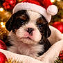 puppy, dog, santa_hat, christmas, holiday, blanket, cute, festive, ornaments, lights, cozy, soft, fur, pet, closeup, celebration, winter, red, white, decor