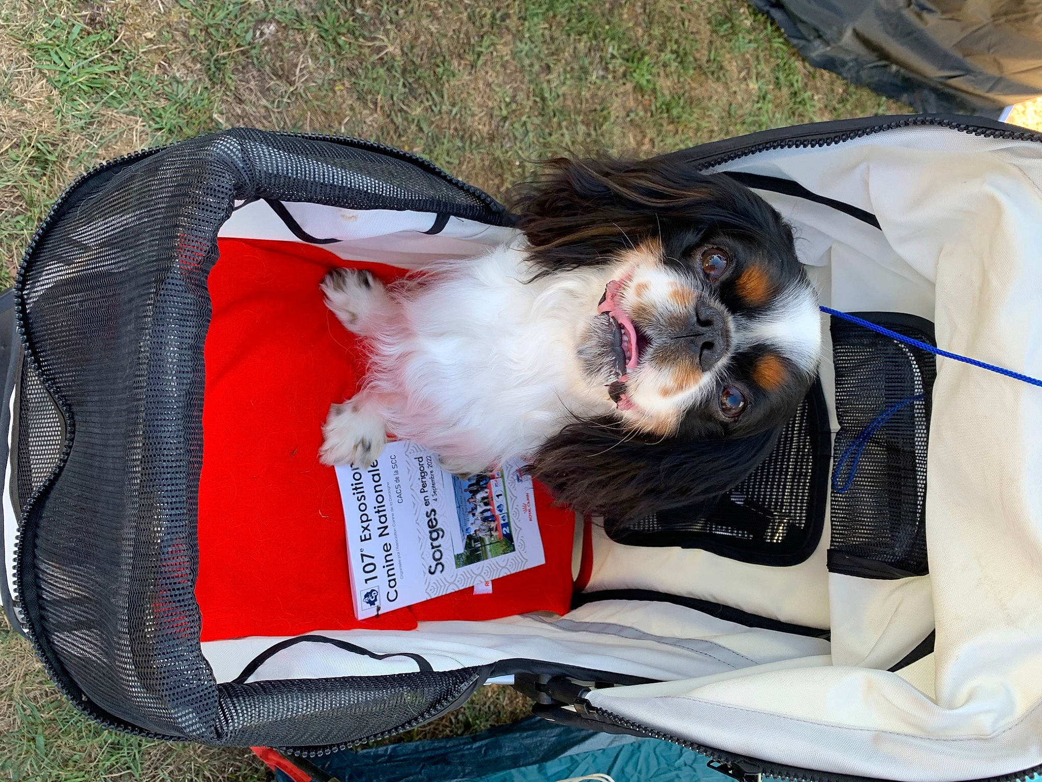 Rio a rejoint le concours — aidez-le/la à gagner de superbes lots ! bag, beard, canidae, carnivore, companion_dog, dog, dog_breed, dress, eyewear, fashion_accessory, felidae, fur, grass, luggage_and_bags, small_to_medium_sized_cats, sporting_group, sunglasses, tail, tie, whiskers