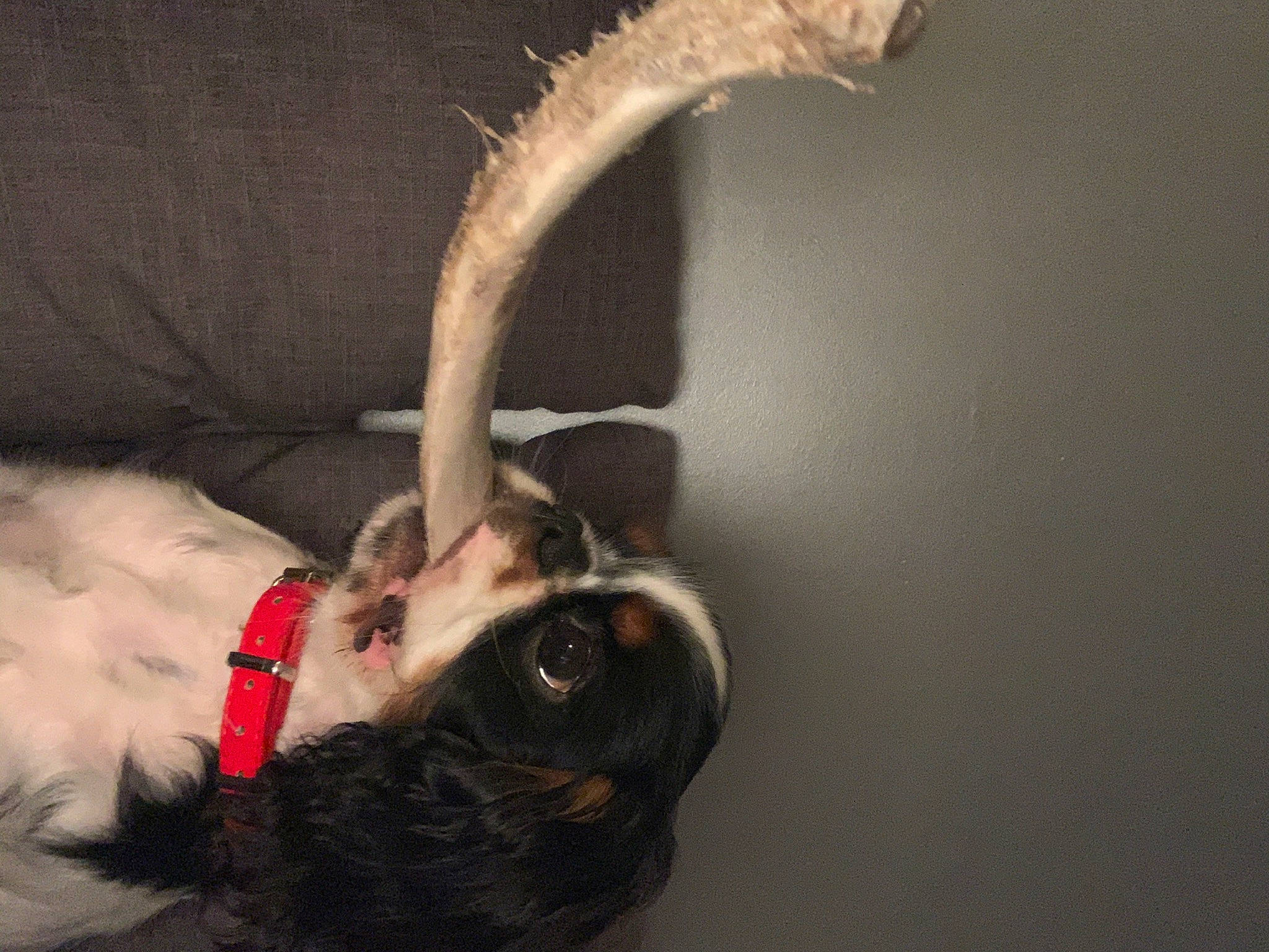 Rio a rejoint le concours — aidez-le/la à gagner de superbes lots ! audio_equipment, canidae, comfort, companion_dog, couch, dog_breed, event, eyewear, fashion_accessory, fawn, feather, felidae, flooring, fun, fur, shoulder, sporting_group, tail, twig, whiskers