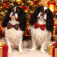 Rio Et Tokyo participe au concours pour gagner de l'argent avec cette photo : dog, cavalier_king_charles_spaniel, bow_tie, christmas_tree, christmas_decorations, presents, holiday, festive, indoor, pet, cute, fluffy, fur, animal, celebration, lights, red, green, white, portrait