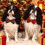 dog, cavalier_king_charles_spaniel, bow_tie, christmas_tree, christmas_decorations, presents, holiday, festive, indoor, pet, cute, fluffy, fur, animal, celebration, lights, red, green, white, portrait