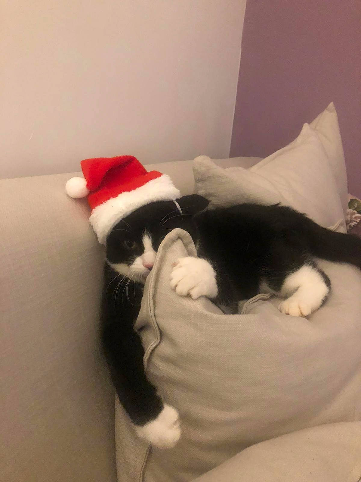 Jimmy is registered to the contest to win money with this photo: carnivore, cat, cat_bed, cat_supply, christmas, comfort, costume_accessory, costume_hat, felidae, fictional_character, fur, small_to_medium_sized_cats, stuffed_toy, tail, terrestrial_animal, vertebrate, whiskers