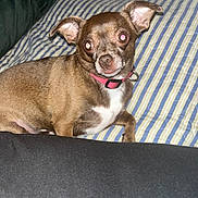 Jazmine is registered to the contest to win money with this photo: dog, small_dog, brown_dog, pet, animal, bed, striped_bedspread, collar, indoor, flash, reflection, cute, lying_down, fur, ears, eyes, nose, paw, domestic_animal, canine