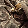 dog, blanket, brown, cozy, small_dog, pet, fur, snug, indoor, cute, animal, wrapped, resting, warm, soft_texture, canine, sleepy, comfort, hidden, peeking