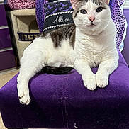 Maddie is registered to the contest to win money with this photo: cat, feline, white_cat, gray_markings, pet, animal, portrait, close_up, sitting, lounging, front_facing, blue_eyes, whiskers, pink_nose, paws, purple_chair, leopard_print, cat_tree, indoor, home_decor