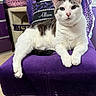 cat, feline, white_cat, gray_markings, pet, animal, portrait, close_up, sitting, lounging, front_facing, blue_eyes, whiskers, pink_nose, paws, purple_chair, leopard_print, cat_tree, indoor, home_decor
