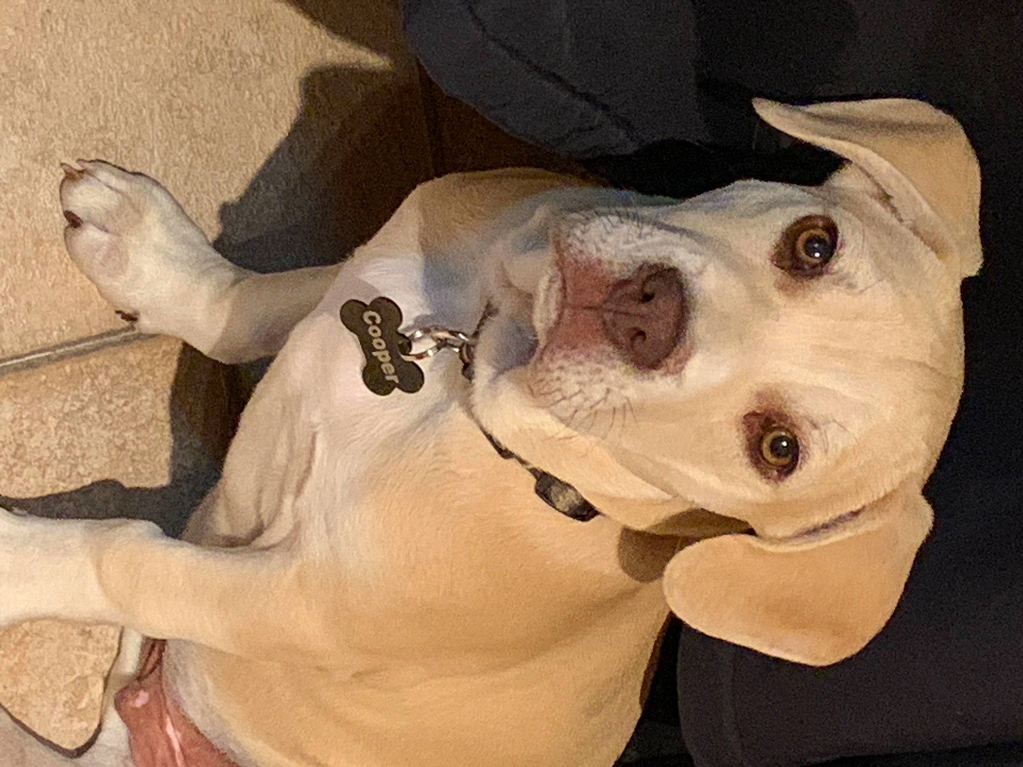 Cooper joined the competition — help win amazing prizes! canidae, carnivore, collar, companion_dog, dog, dog_breed, dog_collar, dog_supply, dogo_guatemalteco, fawn, hunting_dog, leash, non_sporting_group, pet_supply, snout, sporting_group, whiskers, working_animal, working_dog