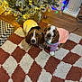 dog, basset_hound, christmas_tree, holiday_lights, sweater, checker_rug, hardwood_floor, ornament, festive, toy_ball, basket, pillar, pet_bowl, indoor, cozy, two_dogs, looking_up, face, paws, home_decor