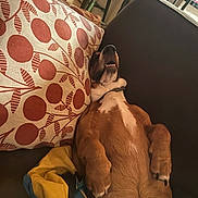 Angus is registered to the contest to win money with this photo: dog, pet, sleeping, upside_down, relaxed, couch, sofa, pillow, patterned_pillow, blanket, indoor, living_room, paw, snout, teeth, chest, fur, collar, furniture, cozy