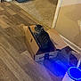 Luna is registered to the contest to win money with this photo: cat, tabby_cat, cardboard_box, wooden_floor, pet_bed, indoor, home, flooring, blue_light, device, furniture, cozy, animal, domestic_cat, resting, curious, living_room, household_item, shadow, container