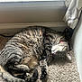 Luna joined the competition — help win amazing prizes! cat, tabby, sleeping, curled_up, carpet, indoor, pet, feline, resting, fur, collar, striped, window_sill, cozy, relaxed, animal, whiskers, tail, paw, sunlight