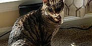 Luna joined the competition — help win amazing prizes! cat, tabby_cat, indoor, carpet, sunlight, shadow, window, curtains, febreze, air_freshener, pet, sitting, feline, domestic_animal, collar, home, cozy, pattern, light, shadow_play