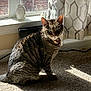 cat, tabby_cat, indoor, carpet, sunlight, shadow, window, curtains, febreze, air_freshener, pet, sitting, feline, domestic_animal, collar, home, cozy, pattern, light, shadow_play