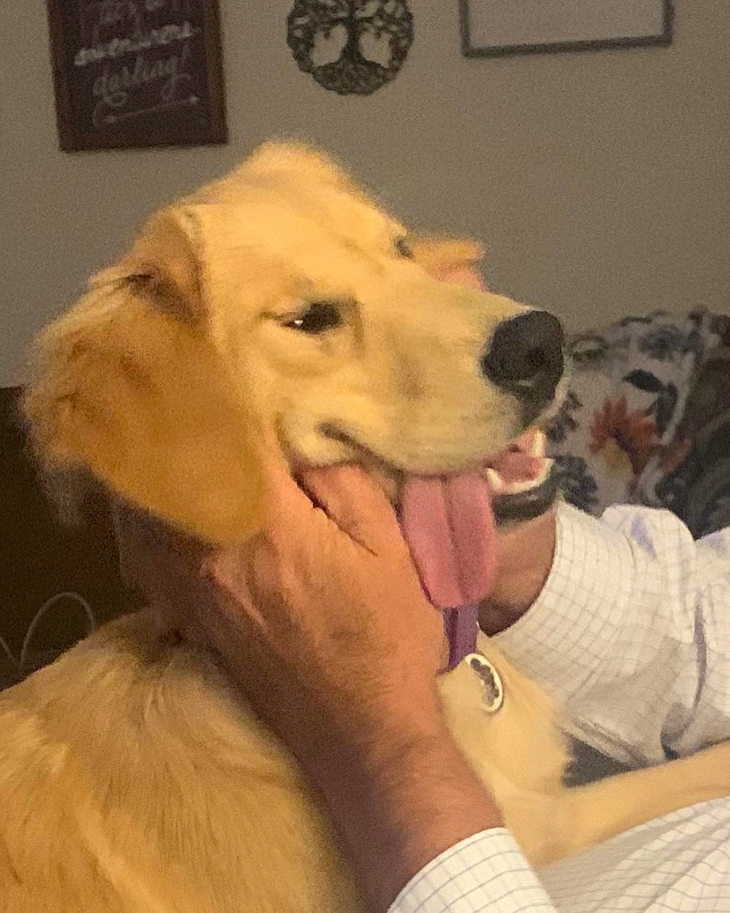 Magnolia is registered to the contest to win money with this photo: ball, carnivore, chair, companion_dog, dog, dog_breed, fang, fawn, flooring, fur, gesture, happy, jaw, paw, picture_frame, snout, sporting_group, whiskers, working_animal, working_dog