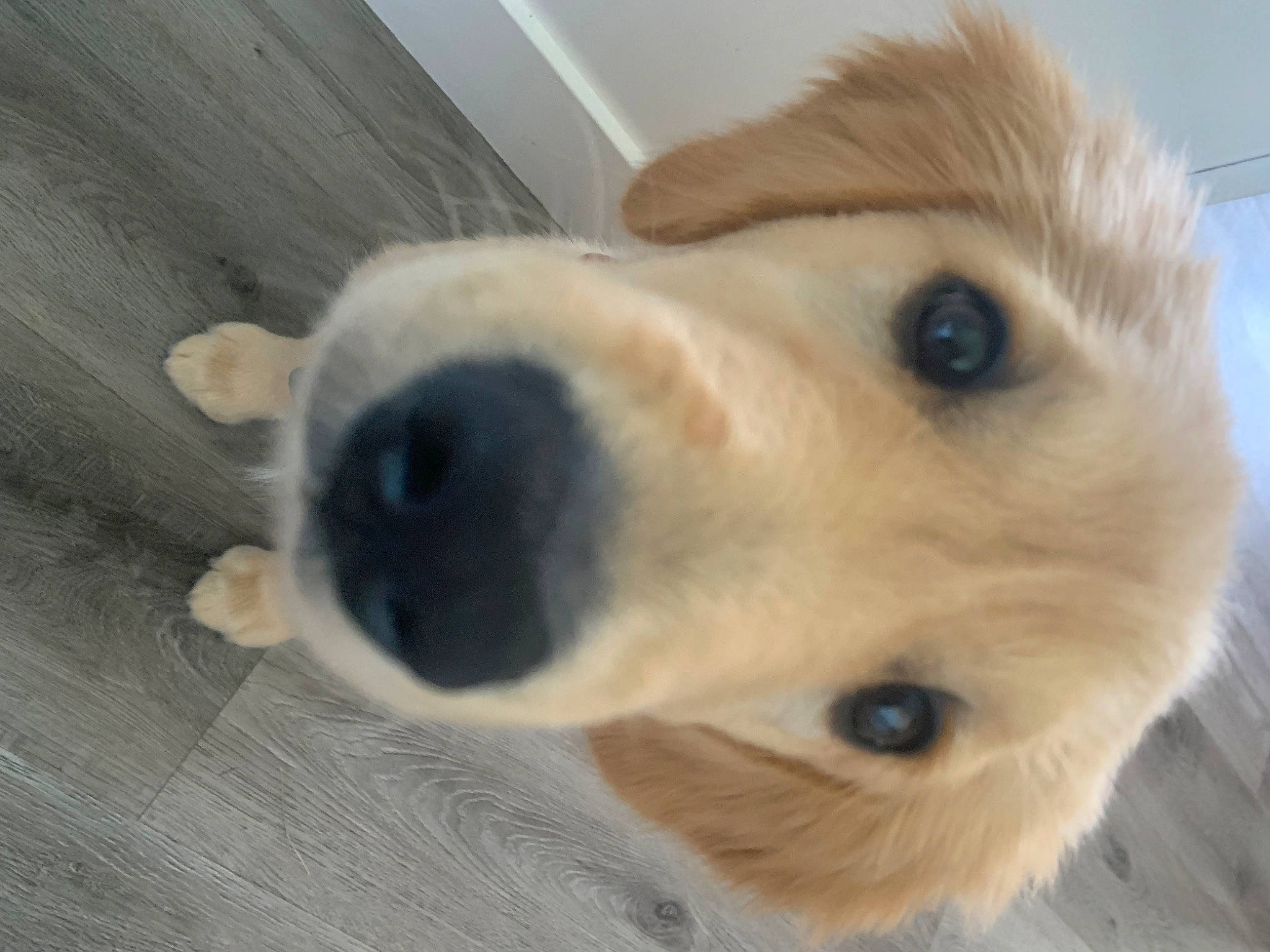 Magnolia is registered to the contest to win money with this photo: canidae, carnivore, companion_dog, dog, dog_breed, ear, eye, eyelash, fawn, fur, golden_retriever, jaw, pet_supply, retriever, selfie, snout, sporting_group, terrestrial_animal, whiskers, wood
