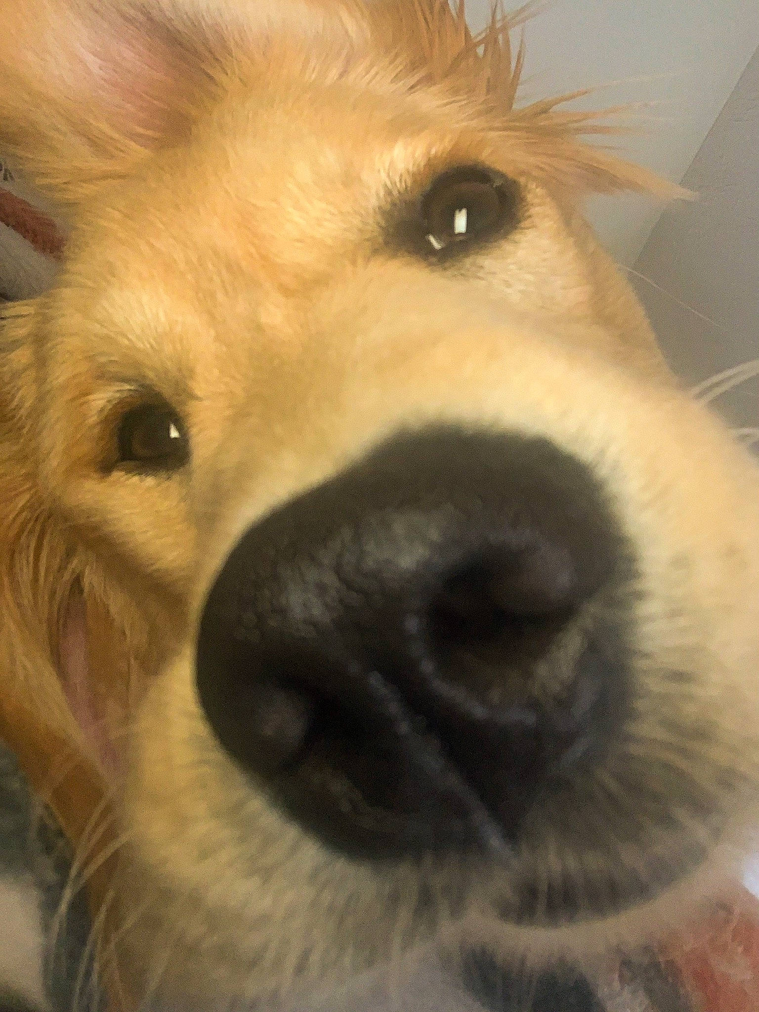 Magnolia is registered to the contest to win money with this photo: carnivore, companion_dog, dog, dog_breed, ear, eye, eyebrow, eyelash, fawn, german_spitz, german_spitz_mittel, jaw, mammal, nose, selfie, snout, spitz, sporting_group, whiskers, working_animal
