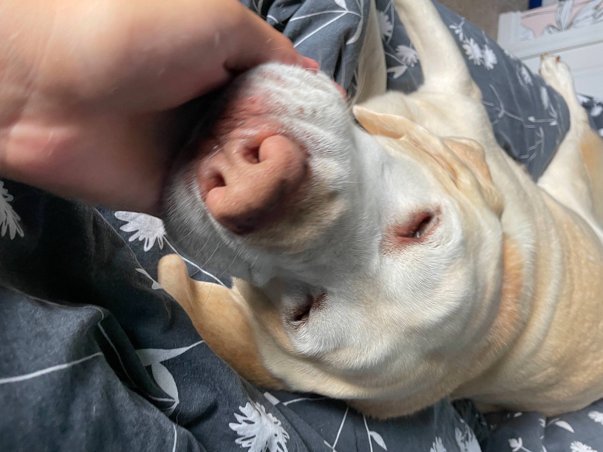 Dewey joined the competition — help win amazing prizes! canidae, carnivore, comfort, dog_breed, fawn, flesh, fur, guard_dog, jaw, nail, non_sporting_group, snout, sporting_group, suidae, terrestrial_animal, whiskers, wildlife, working_animal, wrinkle