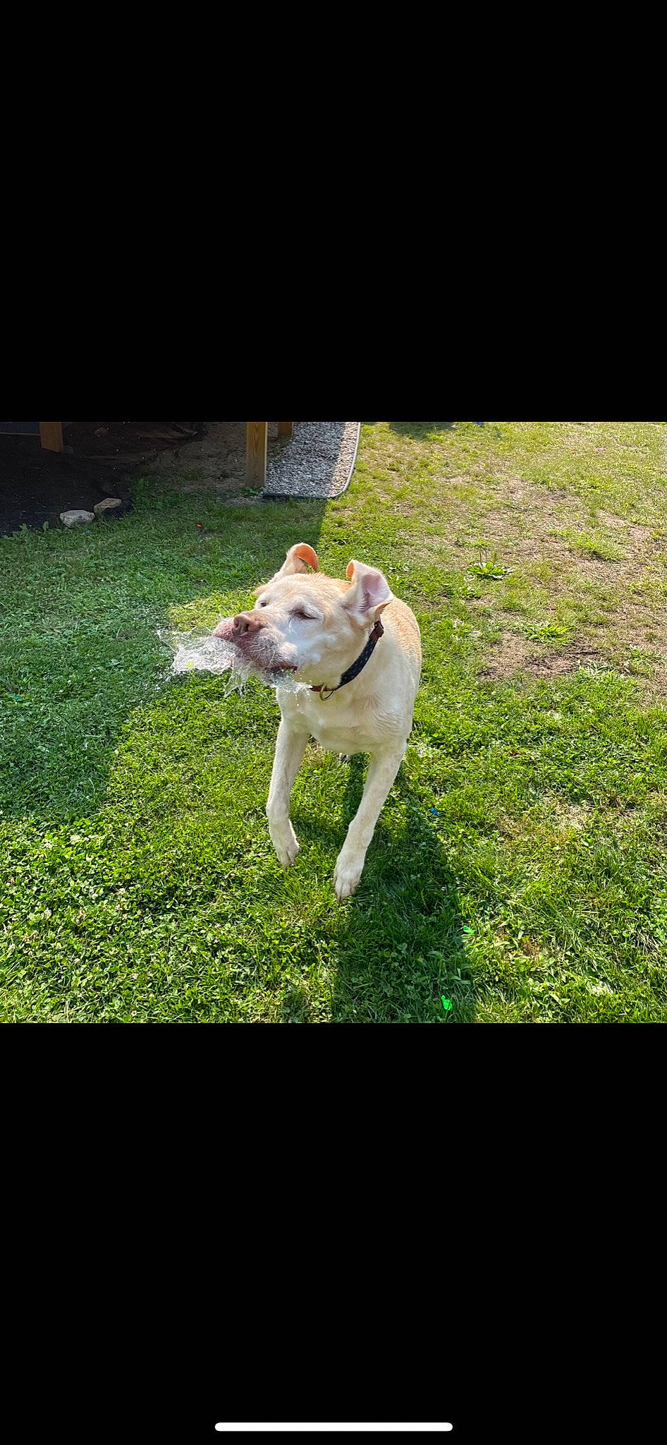 Dewey joined the competition — help win amazing prizes! ball, canidae, carnivore, collar, companion_dog, dog, dog_breed, dog_collar, grass, grassland, groundcover, lawn, plant, shadow, shrub, sporting_group, sunlight, tail, tints_and_shades, working_animal