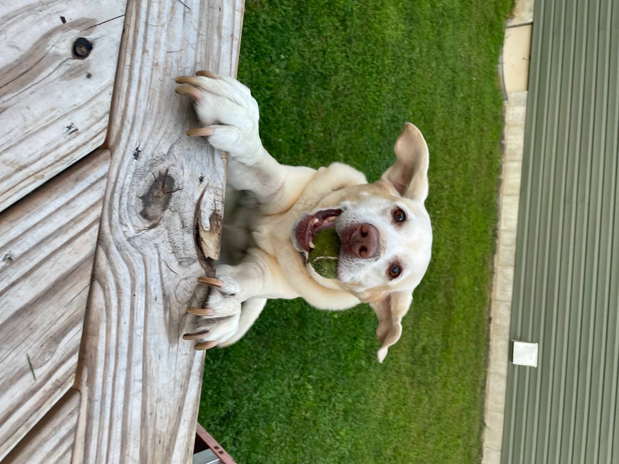 Dewey is registered to the contest to win money with this photo: bulldog, carnivore, collar, companion_dog, dog, dog_breed, dog_collar, dog_supply, fawn, grass, hardwood, molosser, pet_supply, plant, snout, sporting_group, tail, toy_dog, wood, working_animal