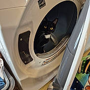 Baxter joined the competition — help win amazing prizes! cat, tuxedo_cat, dryer, laundry_room, appliance, front_load, open_door, yellow_eyes, whiskers, black_and_white, blanket, laundry_basket, floor, tile_floor, household, indoor, curious, warning_label, fabric, door_hinge