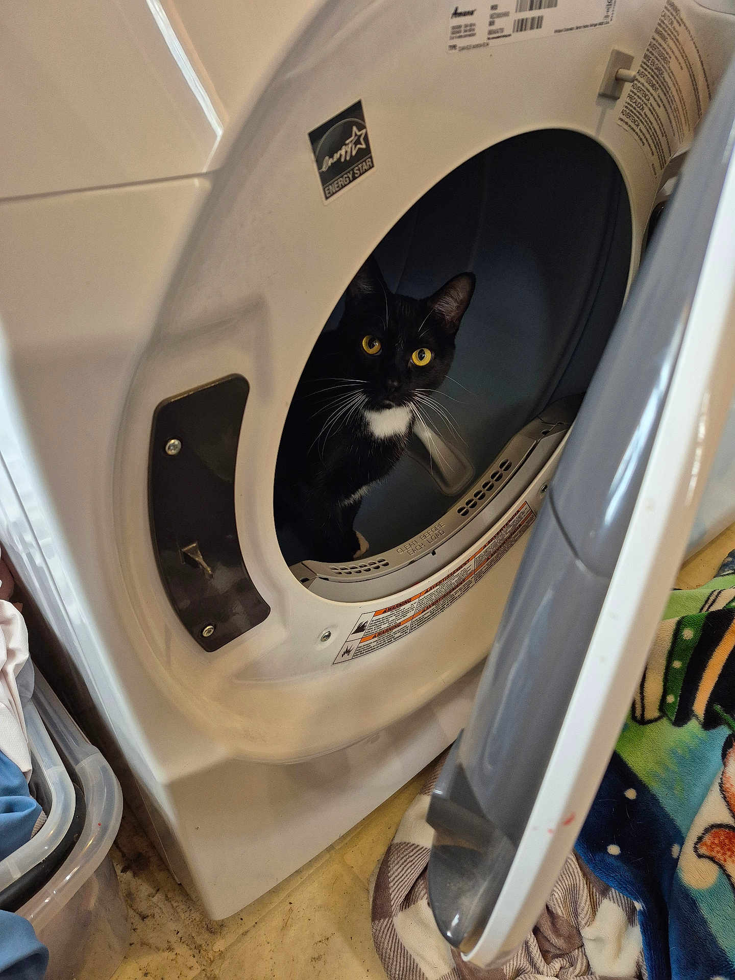 Baxter joined the competition — help win amazing prizes! cat, tuxedo_cat, dryer, laundry_room, appliance, front_load, open_door, yellow_eyes, whiskers, black_and_white, blanket, laundry_basket, floor, tile_floor, household, indoor, curious, warning_label, fabric, door_hinge