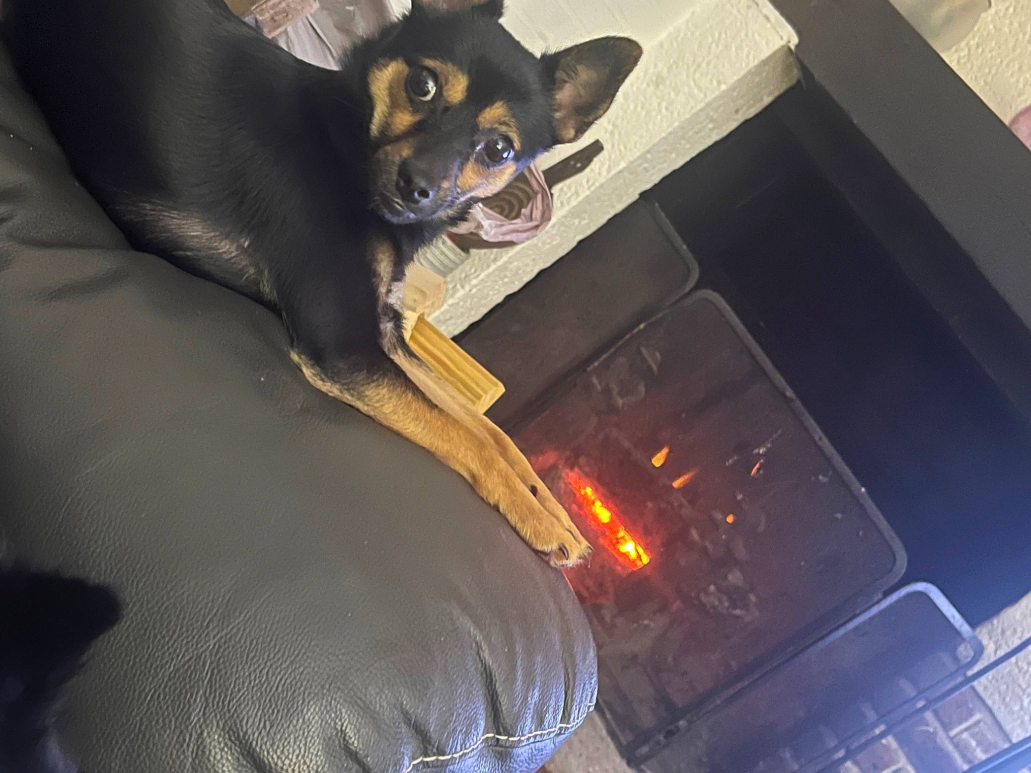 Louna a rejoint le concours — aidez-le/la à gagner de superbes lots ! automotive_exterior, automotive_lighting, bumper, carnivore, chihuahua, comfort, companion_dog, dog, dog_breed, fawn, fur, gas, heat, kitchen_appliance, russkiy_toy, sporting_group, toy_dog, vehicle_door, whiskers, working_animal
