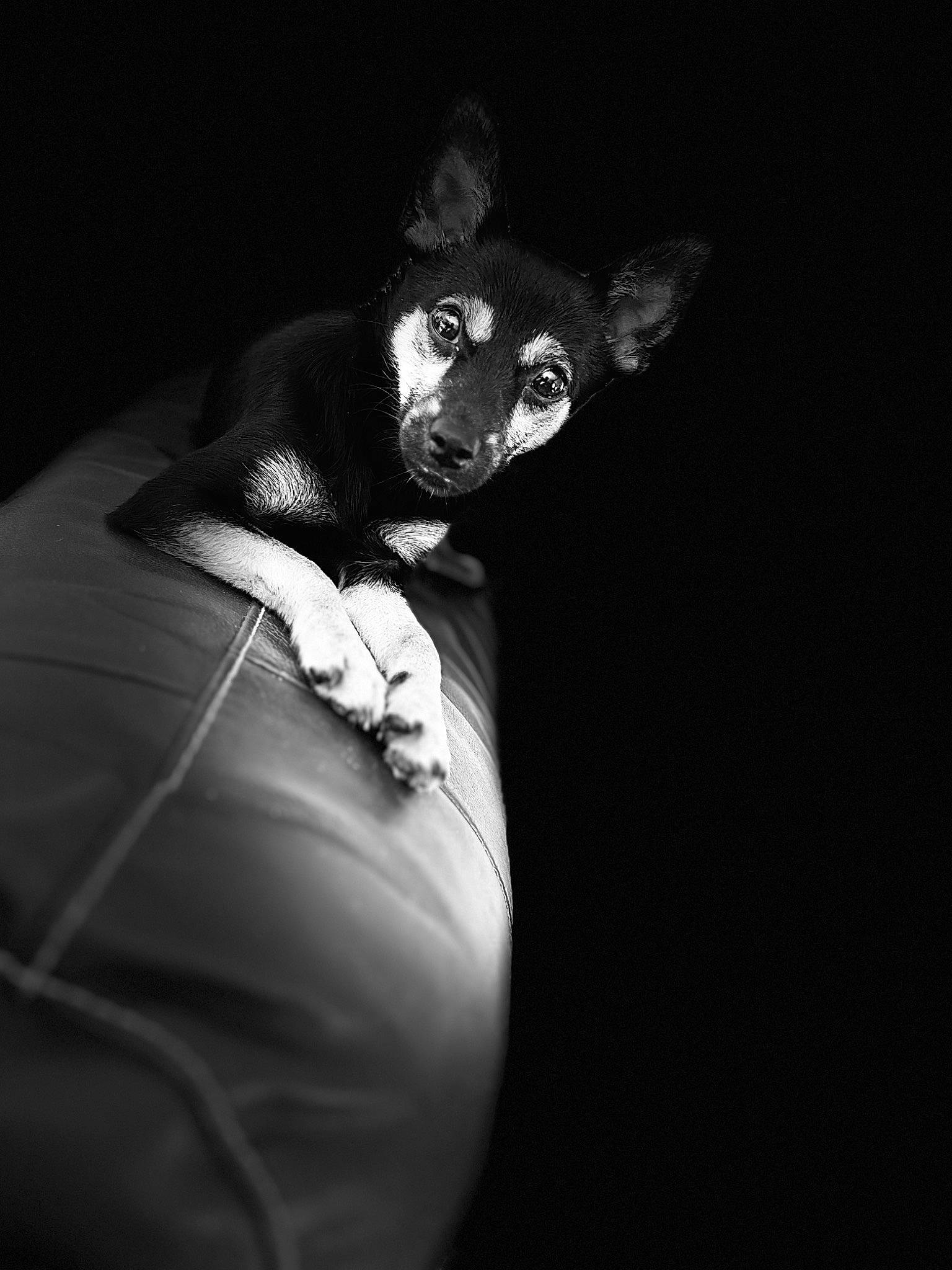 Louna participe au concours pour gagner de l'argent avec cette photo : art, cap, costume_hat, cowboy_hat, darkness, entertainment, event, fashion_accessory, fedora, fictional_character, flash_photography, formal_wear, gesture, hat, monochrome, monochrome_photography, personal_protective_equipment, plant, still_life_photography, sun_hat