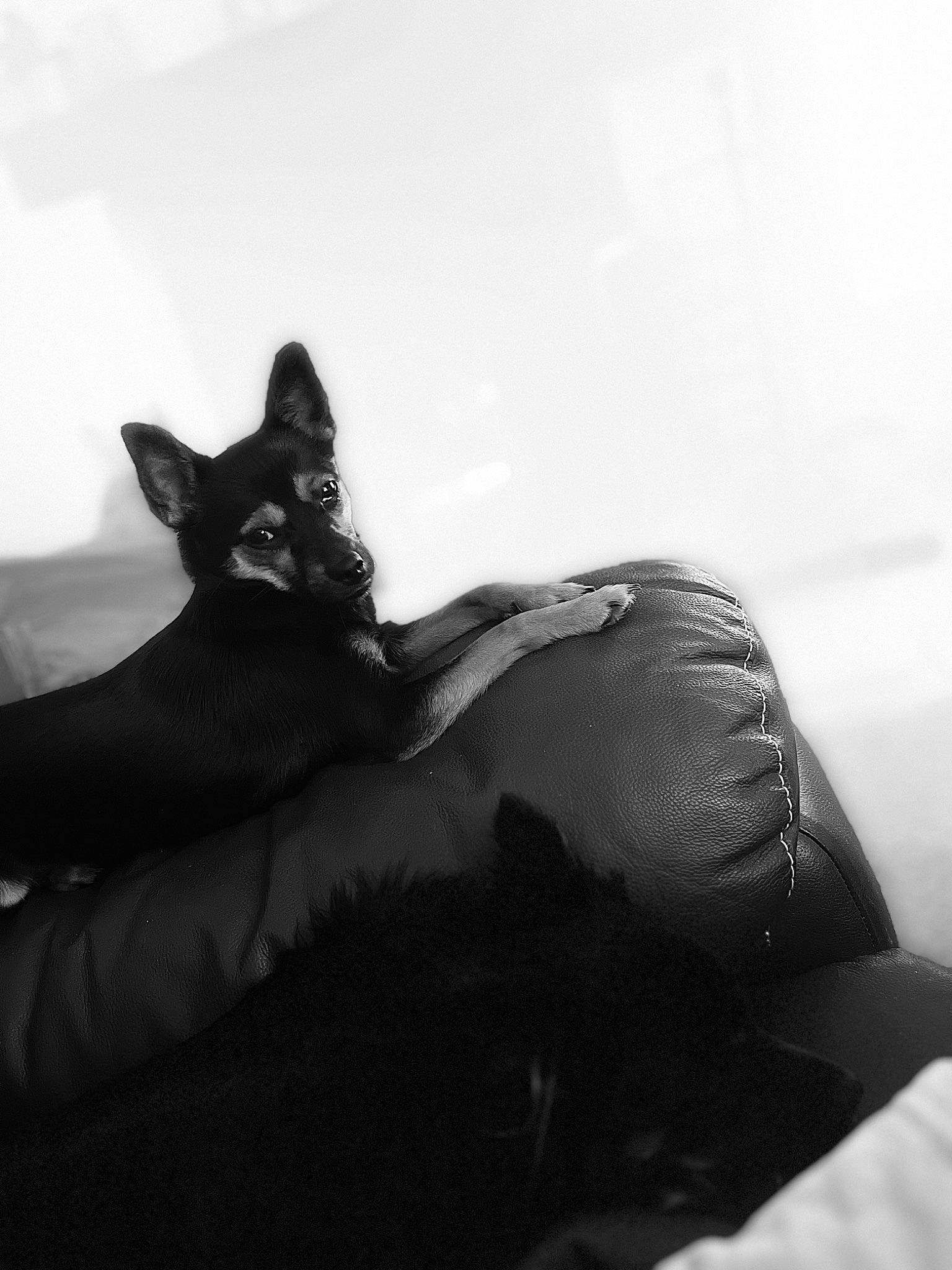 Louna participe au concours pour gagner de l'argent avec cette photo : black_and_white, black_cat, canidae, carnivore, cat, comfort, dog_breed, felidae, fur, grey, human_leg, monochrome, monochrome_photography, small_to_medium_sized_cats, snout, style, tail, tints_and_shades, tree, whiskers