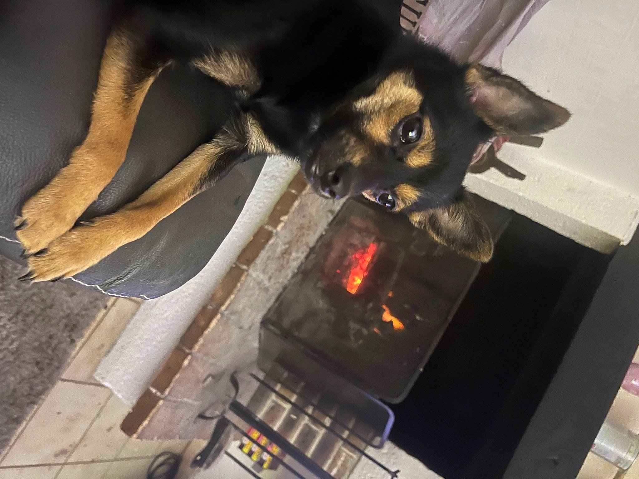 Louna participe au concours pour gagner de l'argent avec cette photo : bat, carnivore, cooking, dog_breed, felidae, flooring, fur, gas, hardwood, heat, home_appliance, kitchen_appliance, machine, room, small_to_medium_sized_cats, stove, tail, whiskers, wood, wood_burning_stove