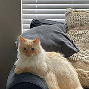 Bebe is registered to the contest to win money with this photo: cat, fluffy, long_hair, cream_colored, pet, feline, sitting, lounging, sofa, couch, pillow, blanket, window, blinds, indoor, living_room, portrait, whiskers, tail, relaxed