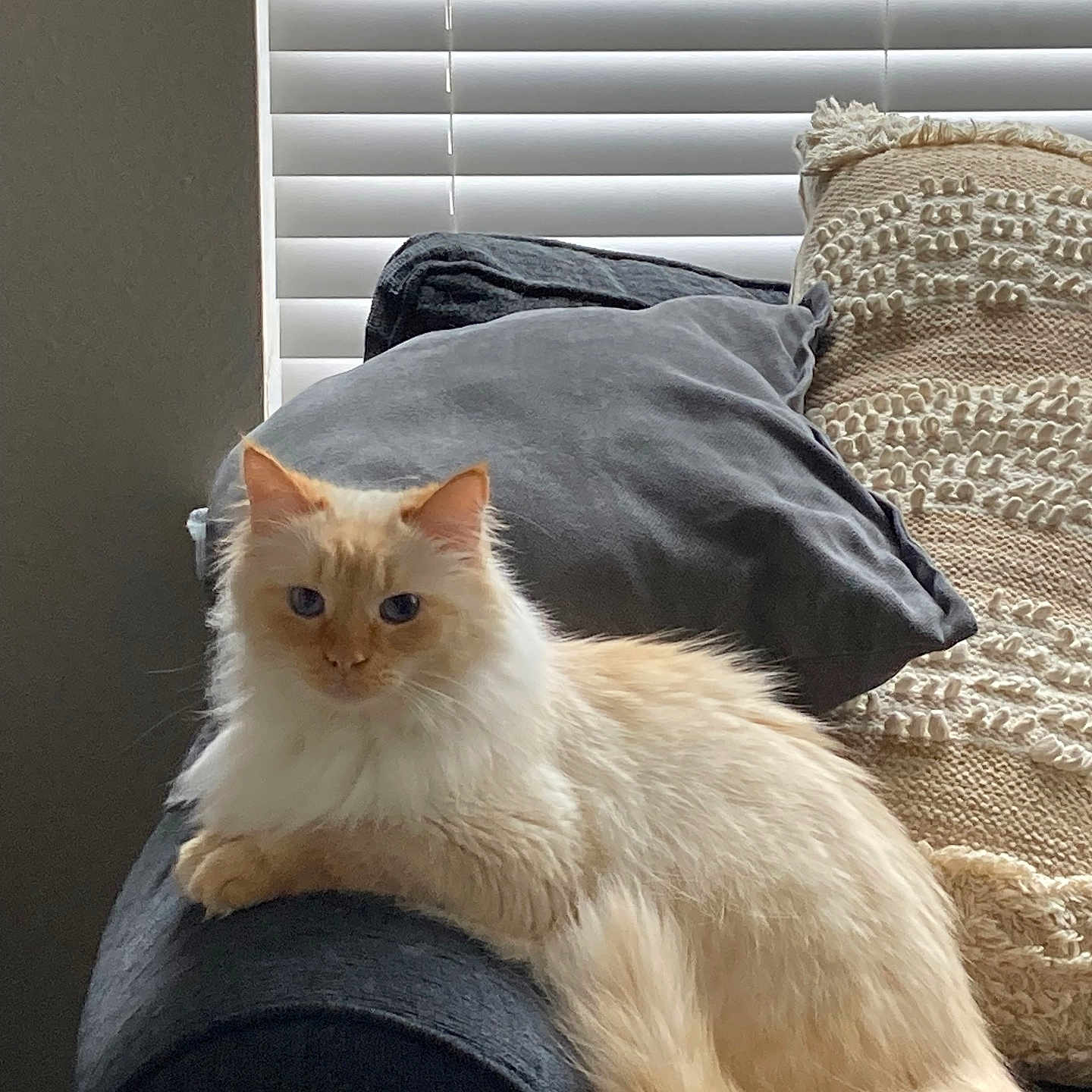 Bebe