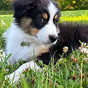 Arlo a rejoint le concours — aidez-le/la à gagner de superbes lots ! puppy, dog, grass, flower, outdoor, nature, pet, animal, tricolor, closeup, fur, meadow, clover, young, cute, collar, resting, sunlight, greenery, peaceful