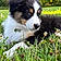Arlo