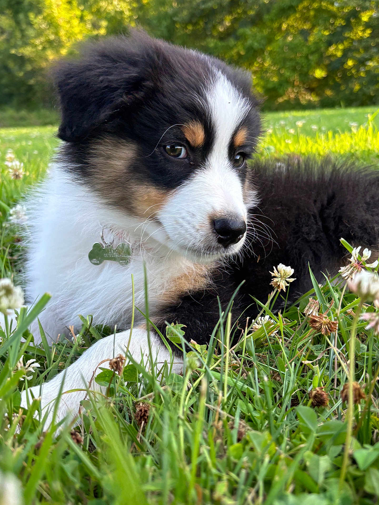 Arlo a rejoint le concours — aidez-le/la à gagner de superbes lots ! puppy, dog, grass, flower, outdoor, nature, pet, animal, tricolor, closeup, fur, meadow, clover, young, cute, collar, resting, sunlight, greenery, peaceful