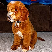 Kobe is registered to the contest to win money with this photo: puppy, dog, brown, white, fur, sitting, carpet, indoor, living_room, couch, blanket, collar, pet, cute, young_dog, animal, domestic, furniture, floor, companion