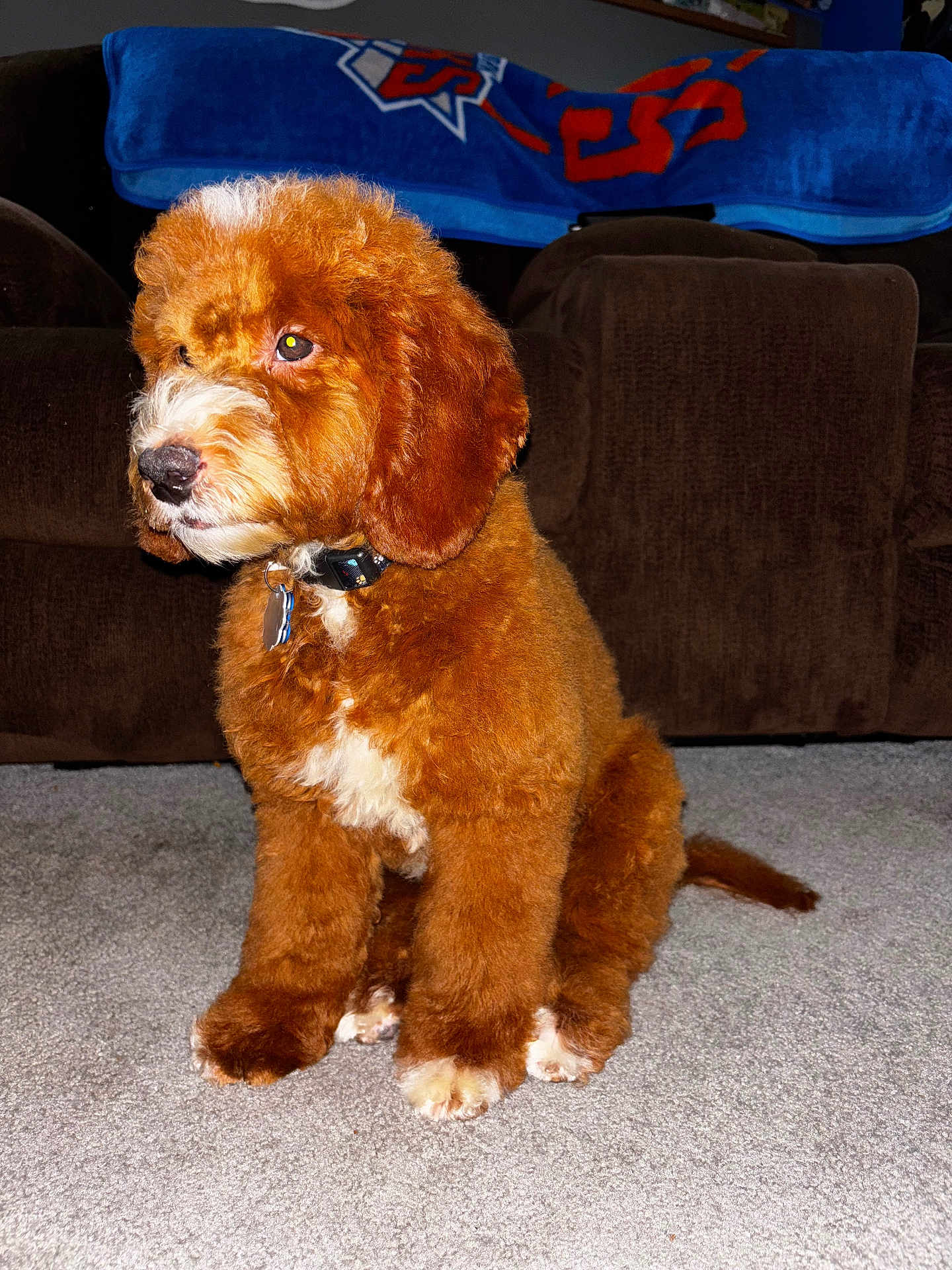 Kobe is registered to the contest to win money with this photo: puppy, dog, brown, white, fur, sitting, carpet, indoor, living_room, couch, blanket, collar, pet, cute, young_dog, animal, domestic, furniture, floor, companion