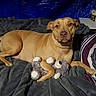 Reagan is registered to the contest to win money with this photo: dog, pet, animal, brown_dog, lying_down, bed, blanket, plush_toy, stuffed_animal, pillow, bedroom, indoors, portrait, looking_at_camera, relaxed, cozy, fur, ears, tail, photography