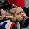 dog, sleeping, relaxed, lying_down, tan_coat, pink_harness, pet, blanket, bed, indoors, home, red_bucket, furniture, soft_surface, resting, animal, long_legs, closed_eyes, cozy, photography