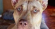Reagan joined the competition — help win amazing prizes! dog, portrait, close_up, face, head, eyes, heterochromia, ears, muzzle, nose, short_hair, tan_fur, serious, indoors, home, background, pet, canine, looking_at_camera, photography