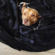 Reagan joined the competition — help win amazing prizes! dog, pit_bull, sleeping, cozy, blanket, black_blanket, brown_and_white, pet, portrait, face, indoors, couch, sofa, textured_fabric, wooden_floor, relaxed, tucked_in, cute, home, closeup