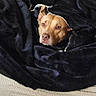 dog, pit_bull, sleeping, cozy, blanket, black_blanket, brown_and_white, pet, portrait, face, indoors, couch, sofa, textured_fabric, wooden_floor, relaxed, tucked_in, cute, home, closeup