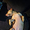 Reagan is registered to the contest to win money with this photo: dog, sleeping, lying_down, belly_up, pet, animal, short_hair, light_brown, white, car, car_seat, interior, sunlight, shadow, relaxed, resting, paws, closed_eyes, portrait, photography