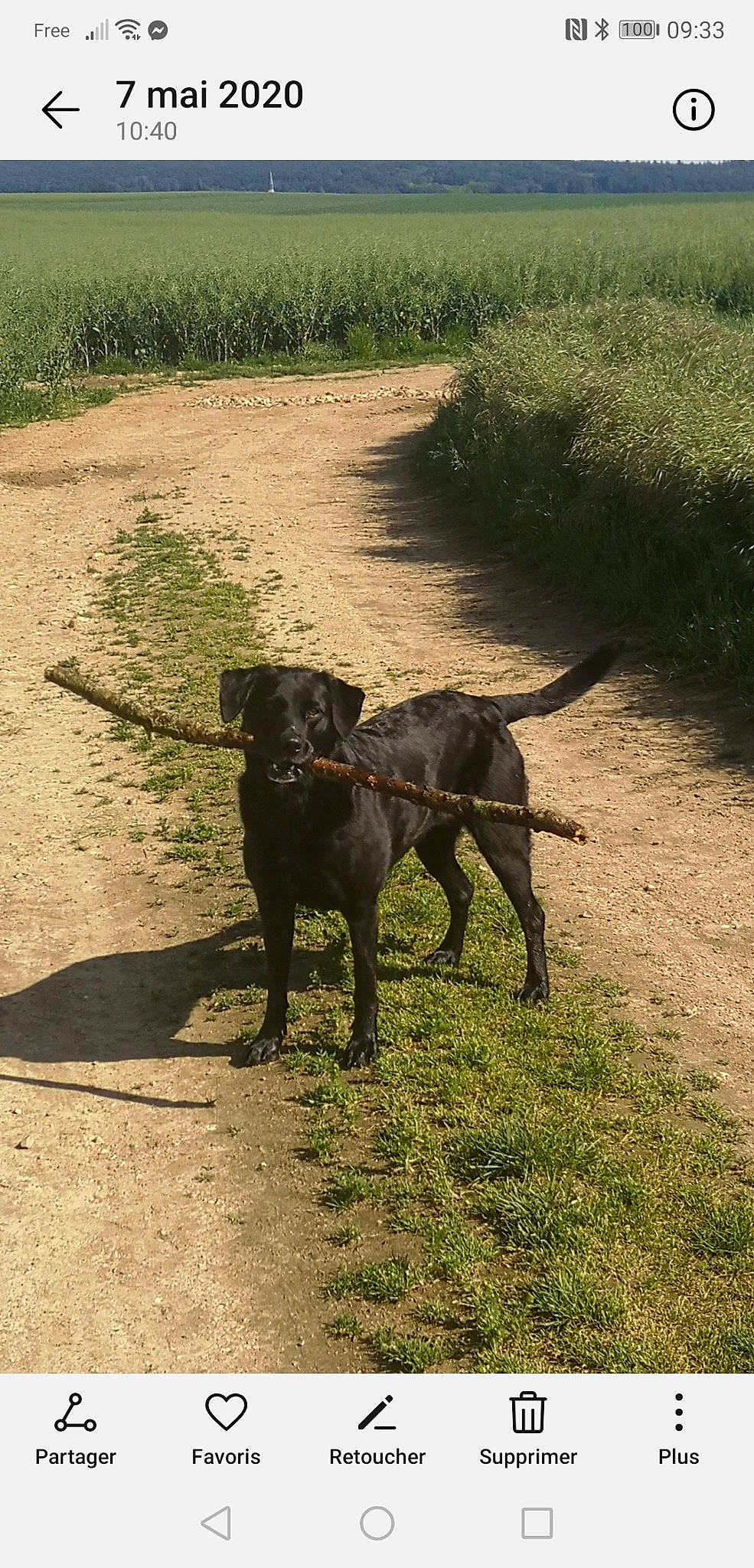 Ishka participe au concours pour gagner de l'argent avec cette photo : canidae, carnivore, dog, dog_breed, guard_dog, hunting_dog, labrador_retriever, mammal, patterdale_terrier, sporting_group, vertebrate, working_dog