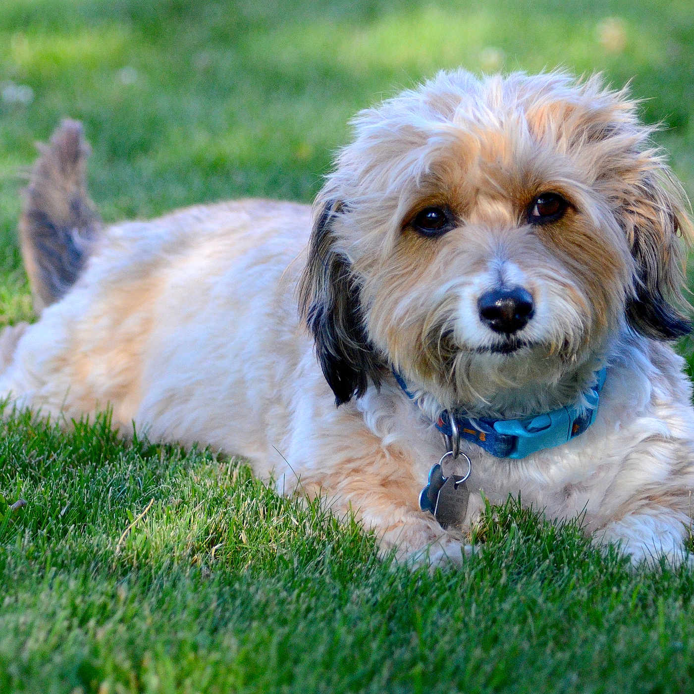Teddy is registered to the contest to win money with this photo: accessories, animal, ball, canine, cockerspaniel, dog, field, grass, grassland, lawn, leash, nature, outdoors, pet, plant, poodle, puppy, strap, terrier, whitedog