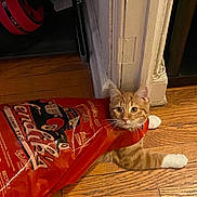 Daniel San is registered to the contest to win money with this photo: animal, bag, cat, confused, curious, cute, dog_food_bag, domestic, door_frame, feline, flooring, household, indoor, orange_tabby, pet, playful, resting, stuck, white_paws, wooden_floor