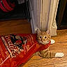 animal, bag, cat, confused, curious, cute, dog_food_bag, domestic, door_frame, feline, flooring, household, indoor, orange_tabby, pet, playful, resting, stuck, white_paws, wooden_floor