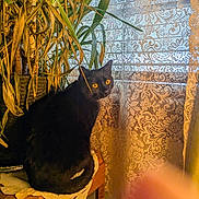 Twilight is registered to the contest to win money with this photo: black_cat, blurred_foreground, cat, closeup, cozy, curtain, doily, feline, houseplant, indoor, lace_curtain, leaves, pet, plant_pot, portrait, potted_plant, sitting, warm_lighting, wooden_table, yellow_eyes