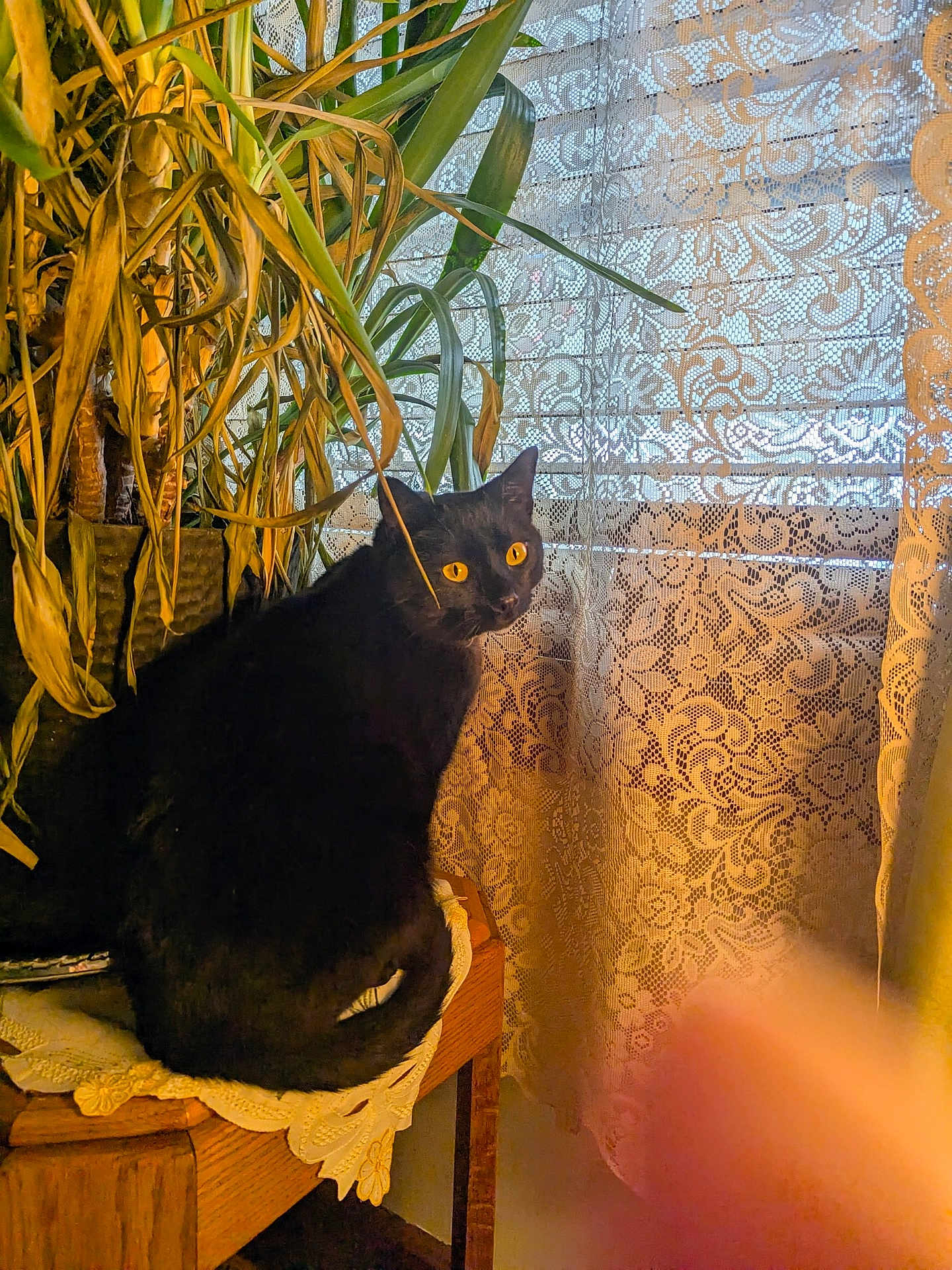 Twilight is registered to the contest to win money with this photo: black_cat, blurred_foreground, cat, closeup, cozy, curtain, doily, feline, houseplant, indoor, lace_curtain, leaves, pet, plant_pot, portrait, potted_plant, sitting, warm_lighting, wooden_table, yellow_eyes