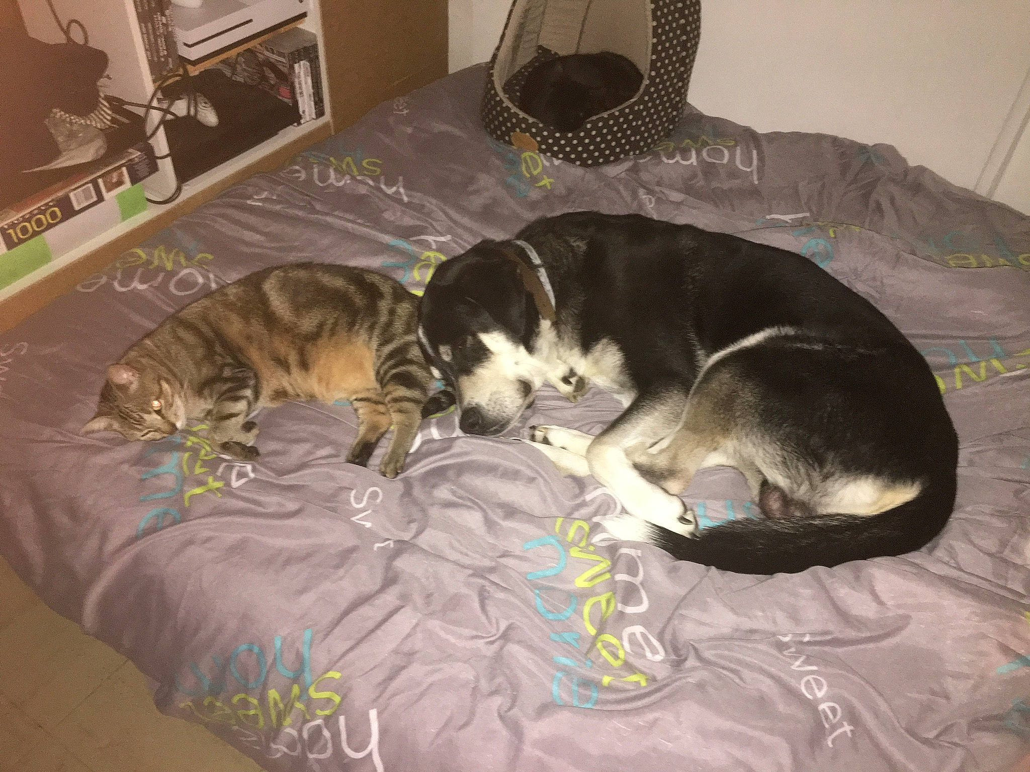 Ikko participe au concours pour gagner de l'argent avec cette photo : canidae, carnivore, cat, dog, dog_breed, european_shorthair, felidae, kitten, mammal, nap, small_to_medium_sized_cats, sporting_group, tail, whiskers